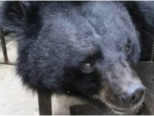  Após dois anos, mulher descobre que comprou urso ao invés de filhote de cão