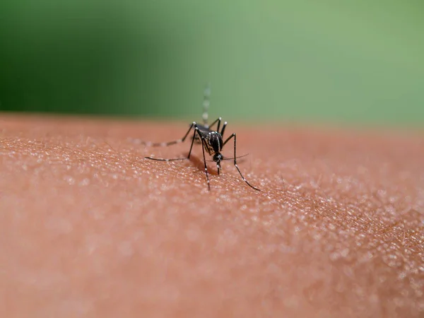  Casos de dengue grave aumentam 168% na Bahia; mortes diminuem, aponta Sesab