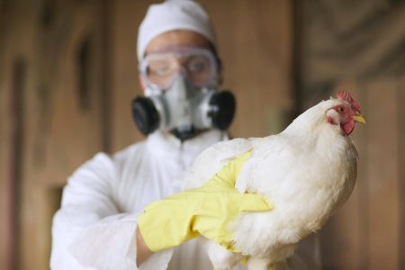  Brasil declara fim da gripe aviária no país