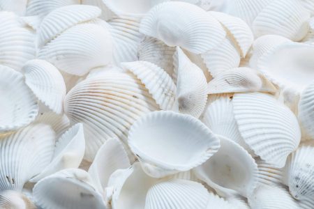  Mostra “Conchas Preciosas” leva arte ecológica ao Centro de Cultura da Câmara de Salvador