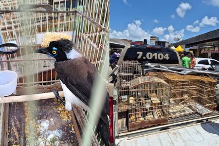  Mais de 100 aves silvestres são resgatadas em feiras livres da RMS pela Polícia Ambiental