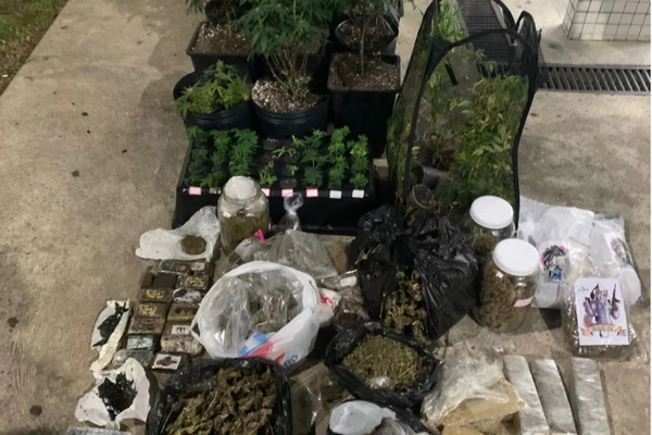  Estufa de maconha é descoberta em imóvel no bairro de Pituaçu, em Salvador