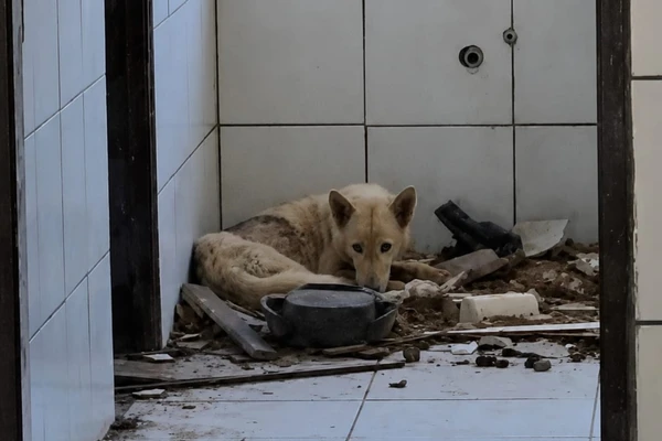  Cães são resgatados de situação de maus-tratos em escola desativada no interior da Bahia