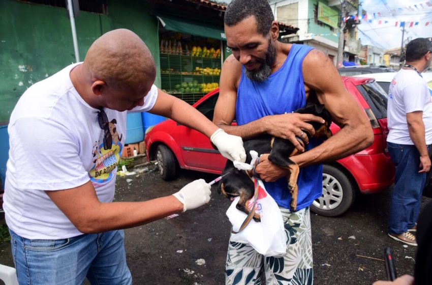  Salvador intensifica vacinação de cães e gatos a partir desta segunda-feira (20)
